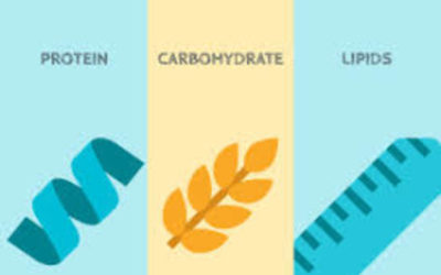 Learn everything you want to know about fats, carbohydrates and proteins