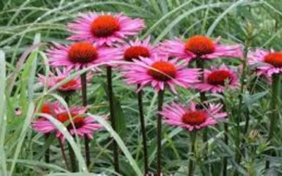 Is Echinacea Truly a Miracle Herb or Not?