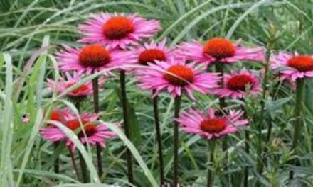 Is Echinacea Truly a Miracle Herb or Not?
