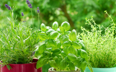 How to Grow an Organic Herb Garden