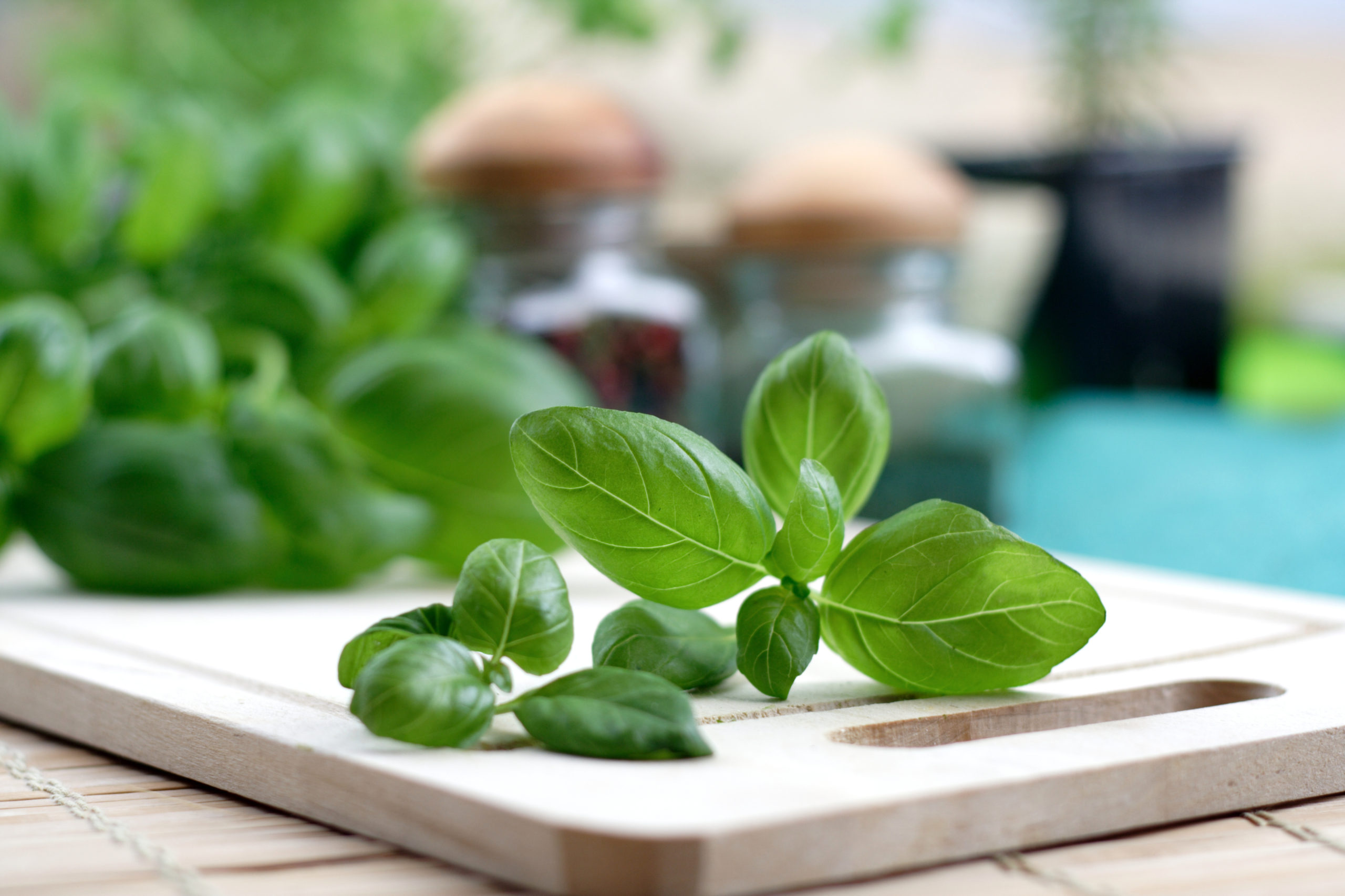 Basil for cooking