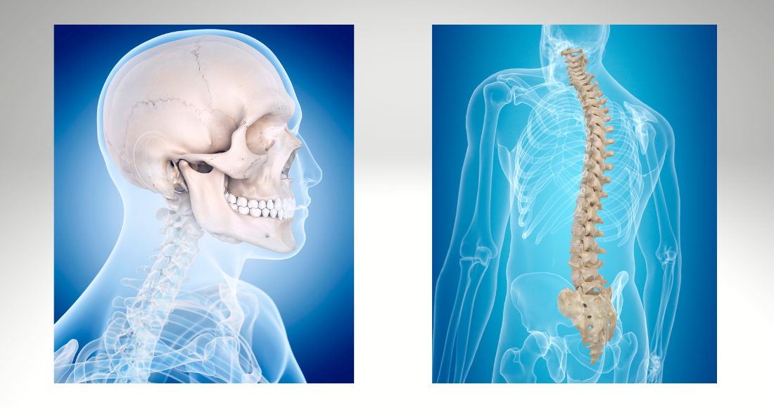 Skull and spine  joint health